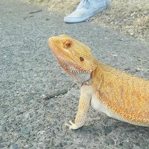 Meet your Posher, Naomi